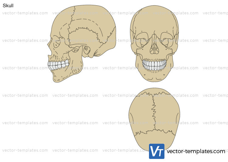 Skull