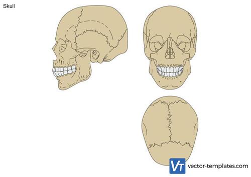 Skull