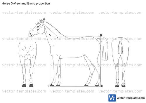 Horse 3-View and Basic proportion