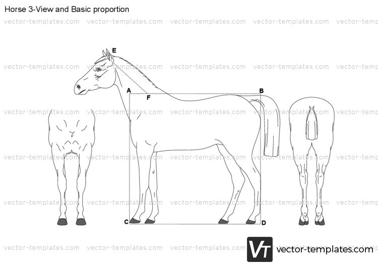 Horse 3-View and Basic proportion