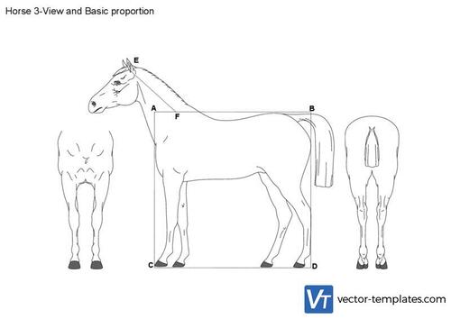 Horse 3-View and Basic proportion