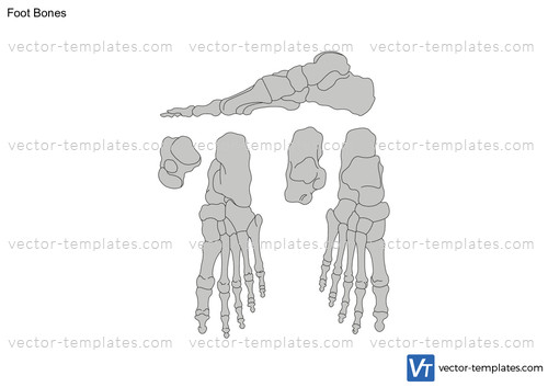 Templates - Humans - Anatomy - Foot Bones