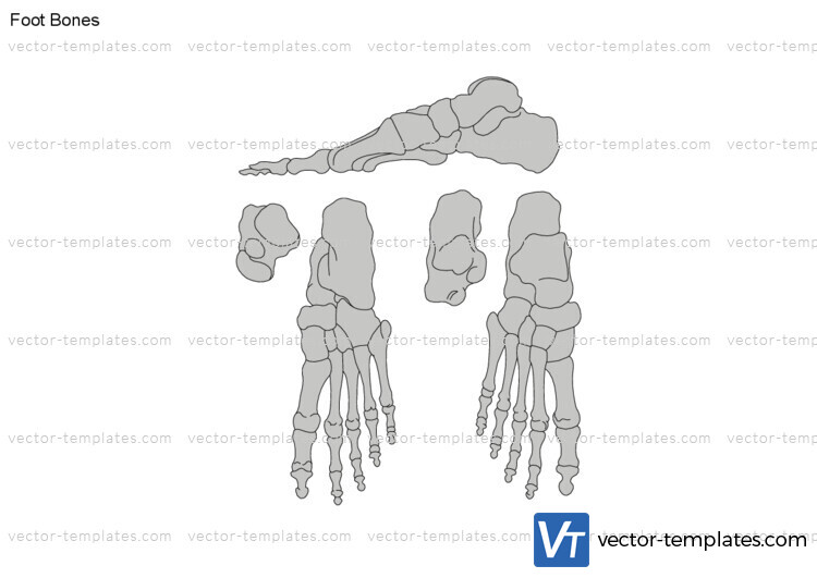 Foot Bones