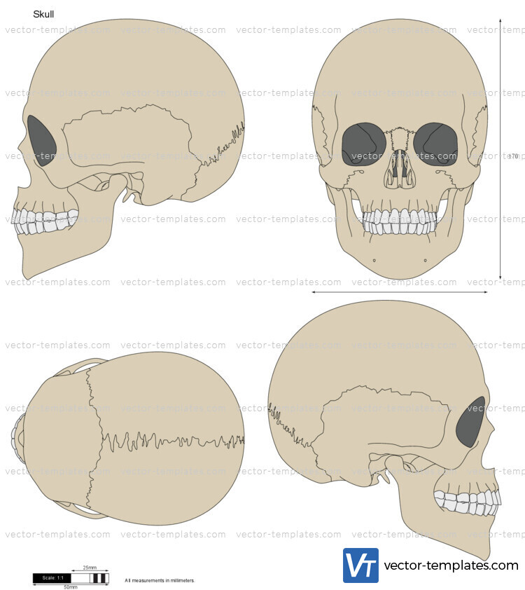 Skull