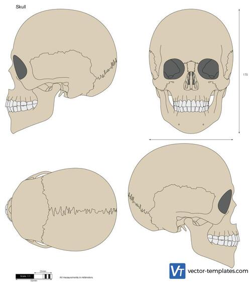 Skull